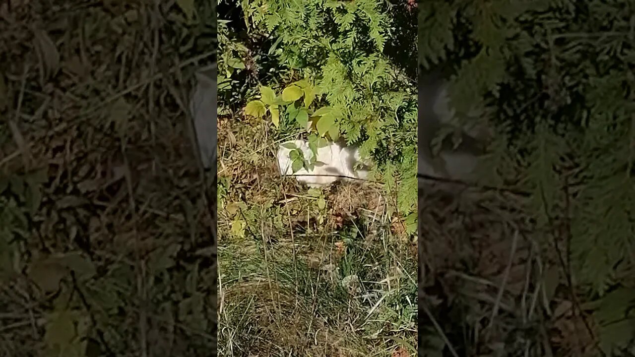 Random White Cat Found in Woods