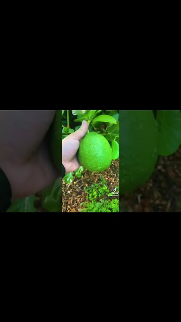 This Ponderosa Lemon Tree Produces INSANE 5lb Fruit!!