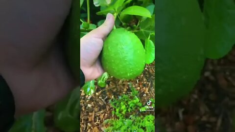 This Ponderosa Lemon Tree Produces INSANE 5lb Fruit!!