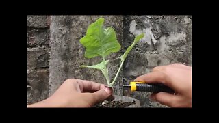 Tomato Grafting On Eggplant