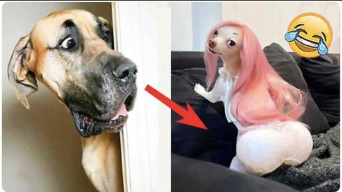 Try Not to Laugh at These Funny Dog Videos 🐶😹