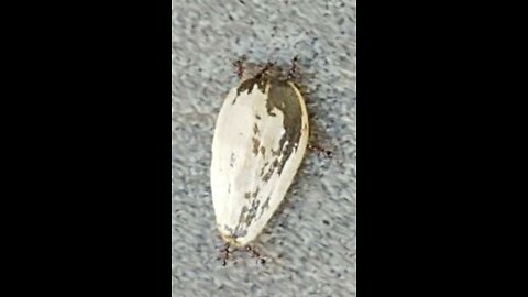 ANTS ARE AMAZING