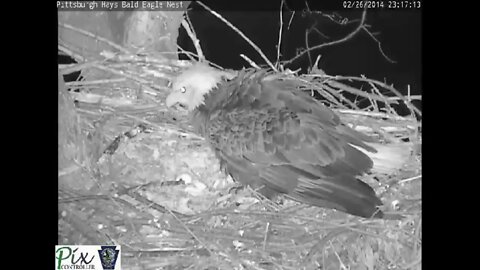 Raccoon attacking the Pittsburgh Hays bald eagles