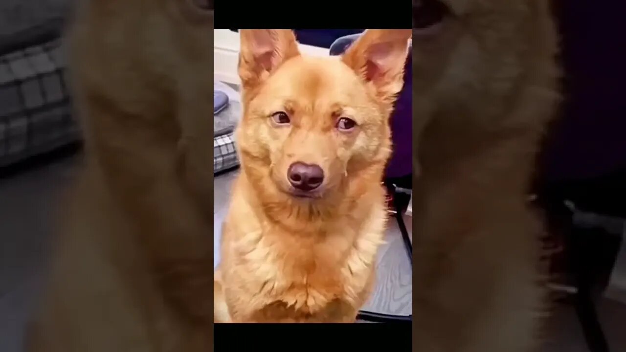 Funny Dog | Cute Dog