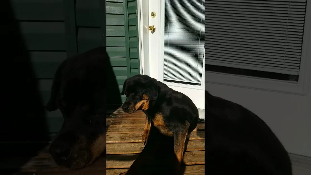 Rottweiler AWWW Scratch That Itch! 😂 #rottweiler #shorts 💖💕💞