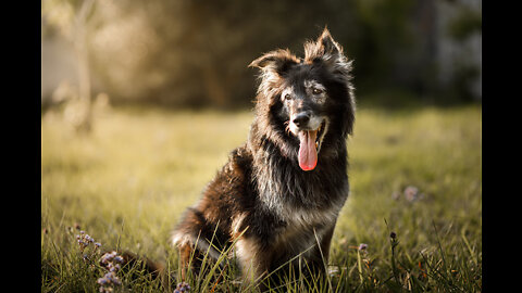 How To Make Dog Become Fully Aggressive With Few Simple Tips