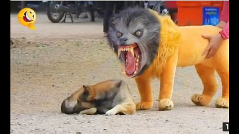 Troll prank dog funny & fake lion and fake tiger prank to dog