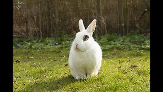 First encounter between a pet rabbit and a wild rabbit