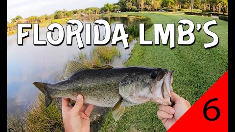 Florida Pond Largemouth