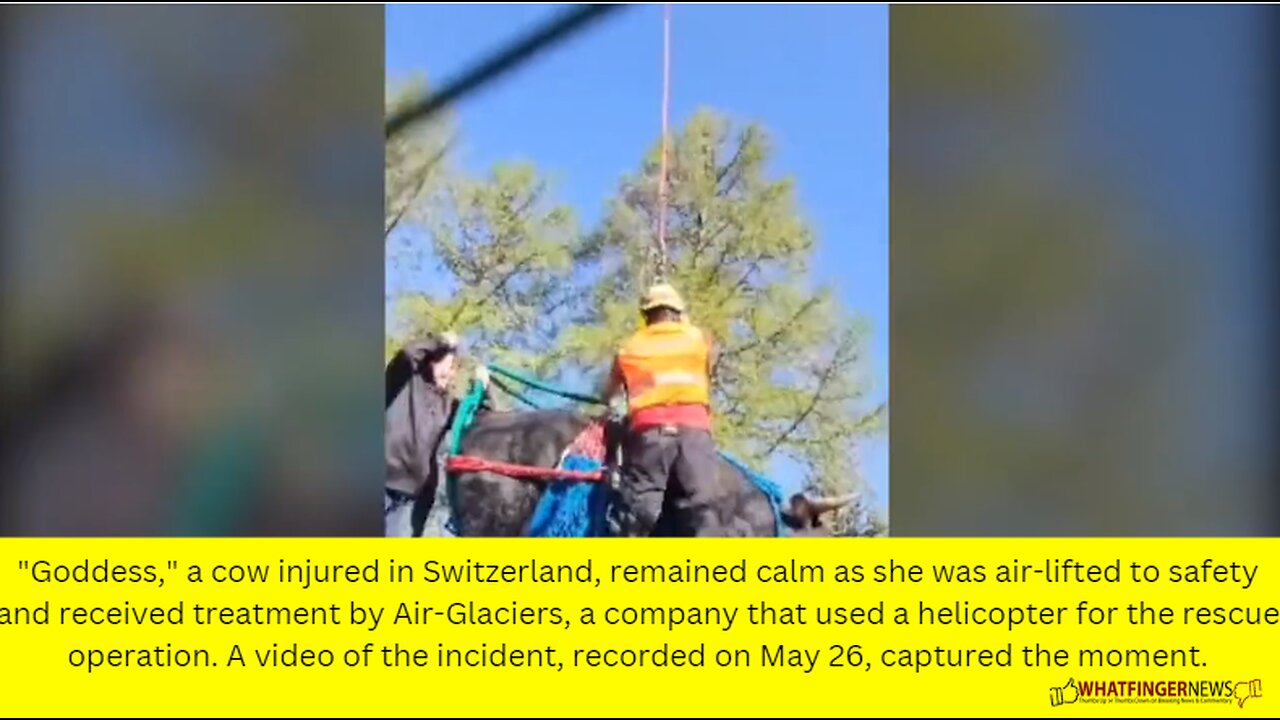 "Goddess," a cow injured in Switzerland, remained calm as she was air-lifted to safety