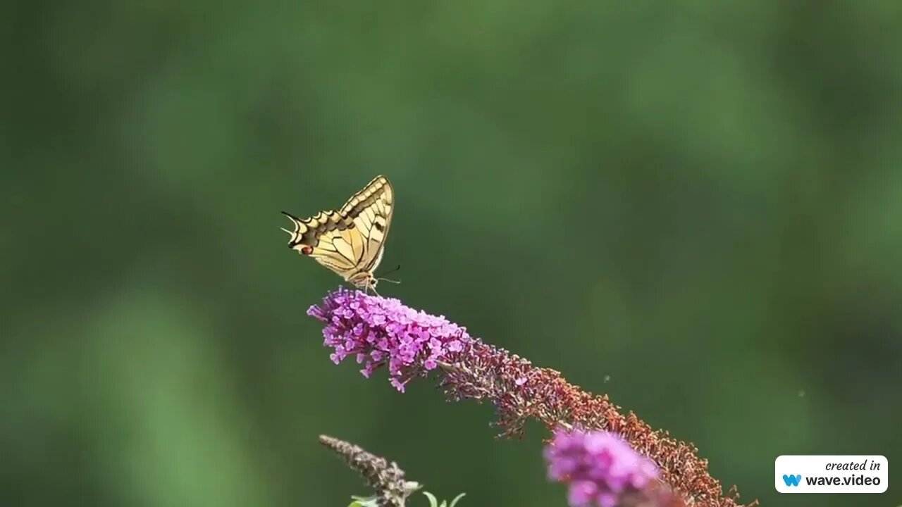 BEAUTIFUL NATURE