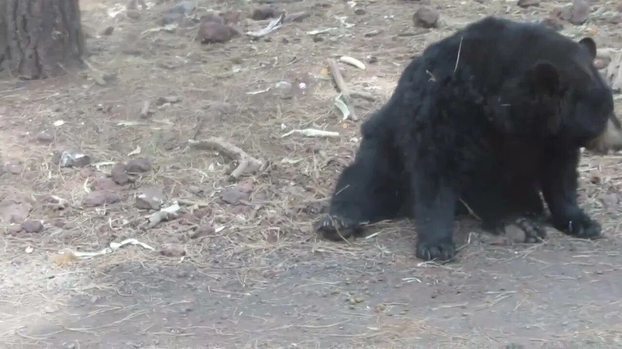 Bearizona | Chow time for the bears