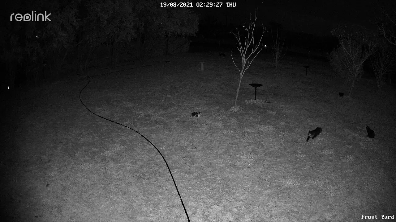 Lippy Stray & Black Male cat 02