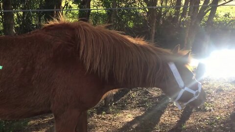 Paddy and Banjo - Banjo with his new break away halter - eating supps