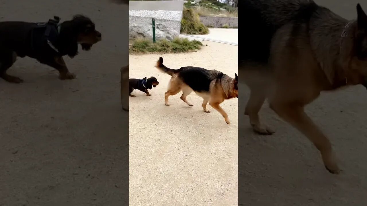 PUPPIES PARK PLAY