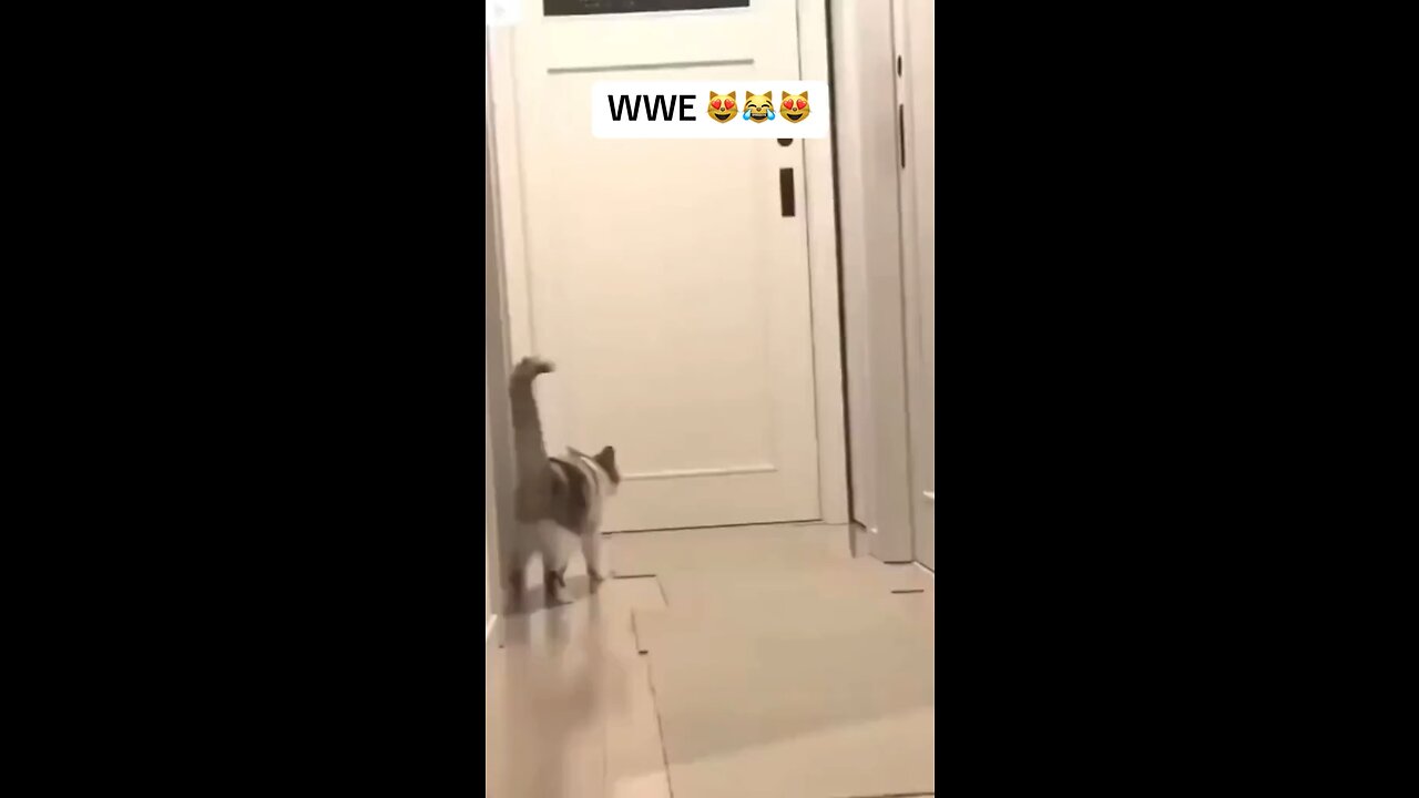 Unbelievable! These Bad Cats will Leave You in Stitches!"