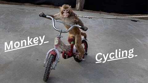 Funny 😂 Monkey 🐒 on Cycling Rider