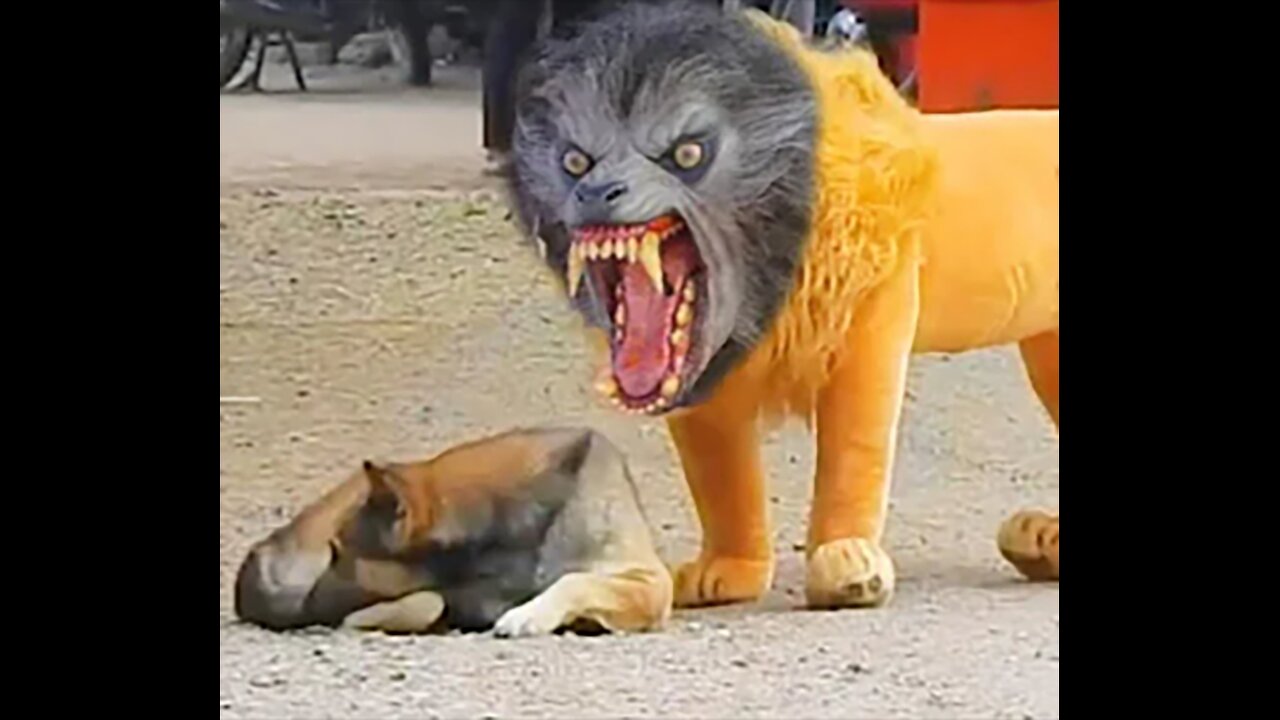 Funny Prank Dog Fake Lion and Fake Tiger Huge Box Prank to dog