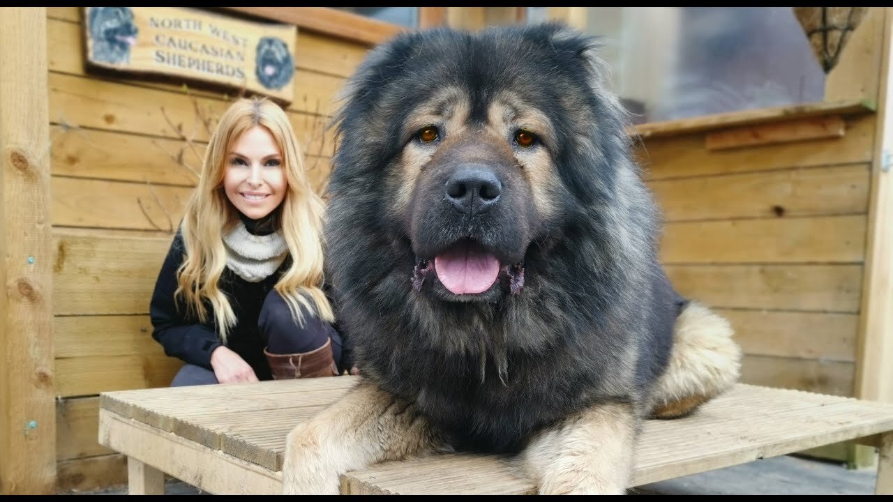 DOG KILLERS! - TOP 5 WORLD'S DEADLIEST DOGS - Caucasian Ovcharka, Kangal, Malinois, Rottweiler....