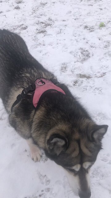 Thursday December 19, His good purpose