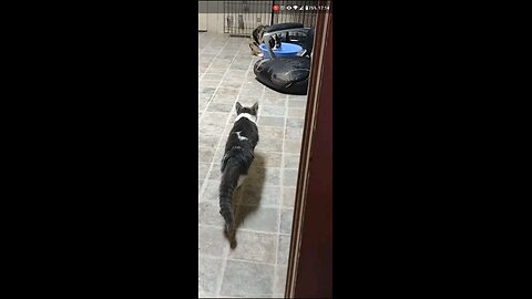 Kitten Stalks Mom