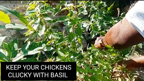 Keep your chickens clucky with basil