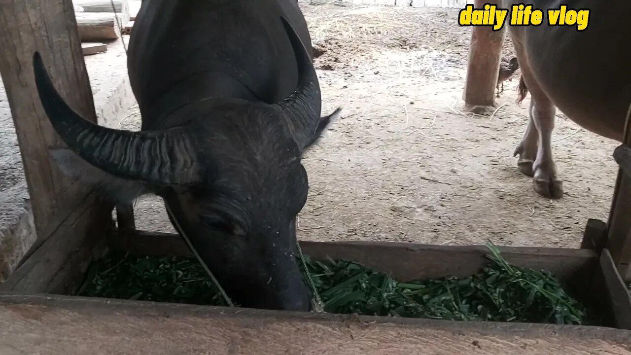 captive buffalo | daily life vlog