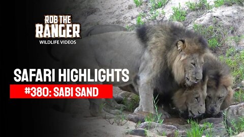 Safari Highlights #380: 16 - 19 November 2015 | Sabi Sand Nature Reserve | Latest Wildlife Sightings