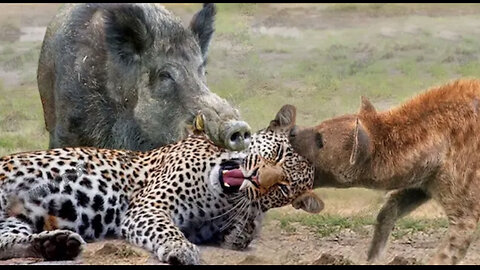 Most Amazing Moments Of Wild Animal 2022 - Wild Discovery Animals