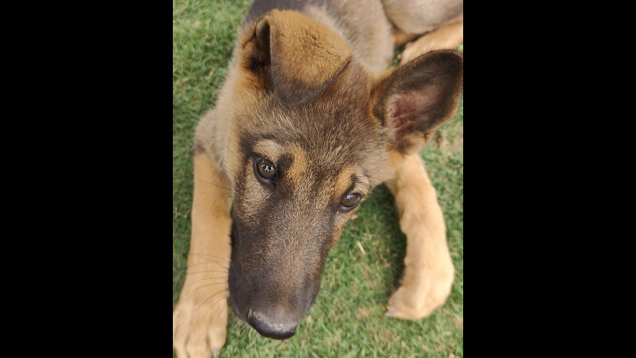 My village home security dog