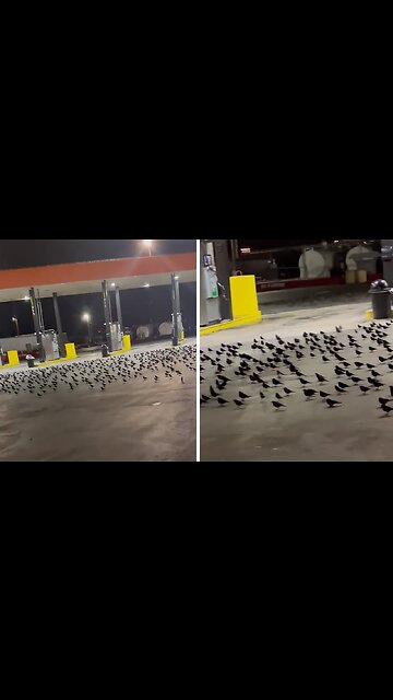 Birds Struggle To Fly During Cyclone's Strong Winds