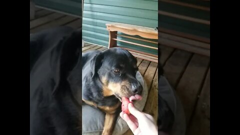 Feeding My Rottweiler A Strawberry 😄 #rottweiler #shorts