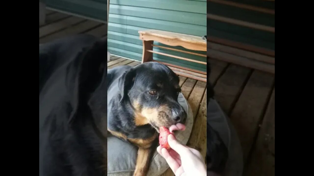 Feeding My Rottweiler A Strawberry 😄 #rottweiler #shorts