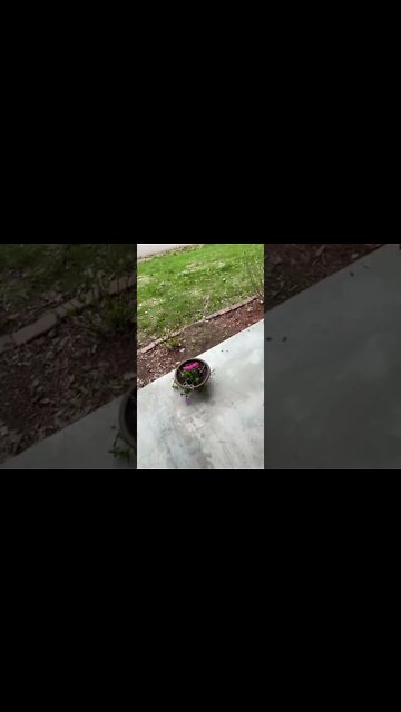 Porch flowers in baskets.￼