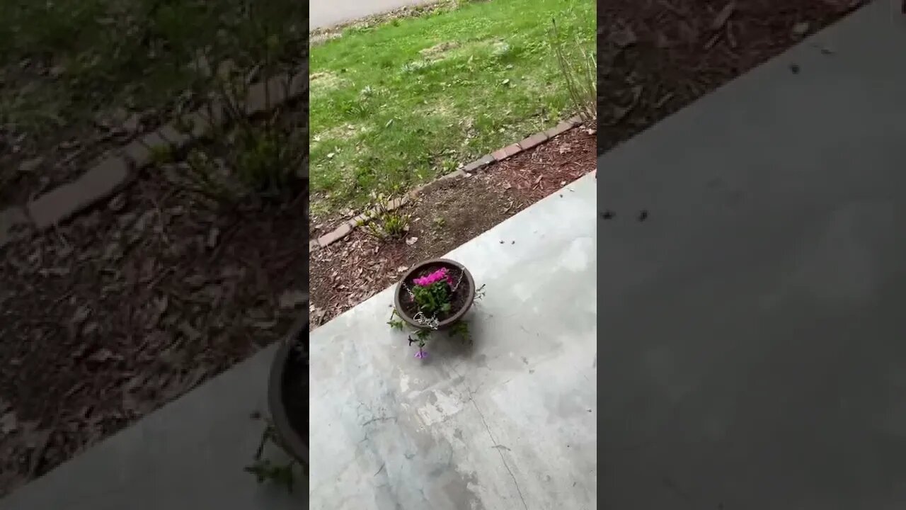 Porch flowers in baskets.