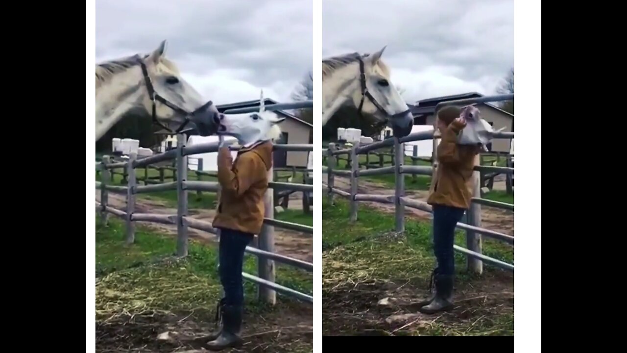 THIS FUNNY HORSE GIVES A SWEET KISS TO IT'S OWNER.