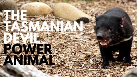 Tasmanian Devil Power Animal