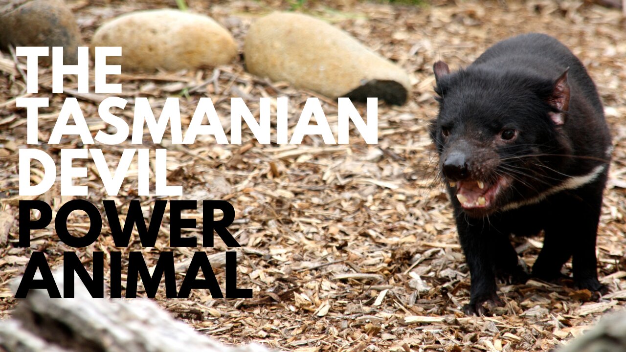 Tasmanian Devil Power Animal