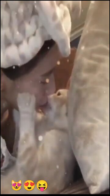 Danger 😱 cat 🐱 full romnce 😻 .... #funny 😝 #video ...