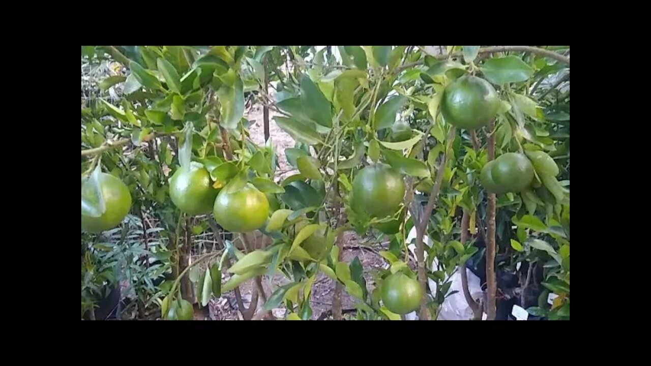 frutíferas produzindo em vaso atemoia jabuticaba branca Sabará goiaba roxa pinha acerola graviola