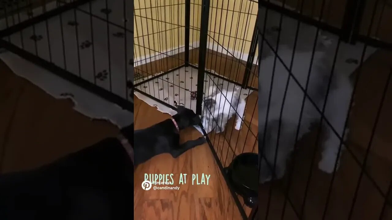 Puppies at Play