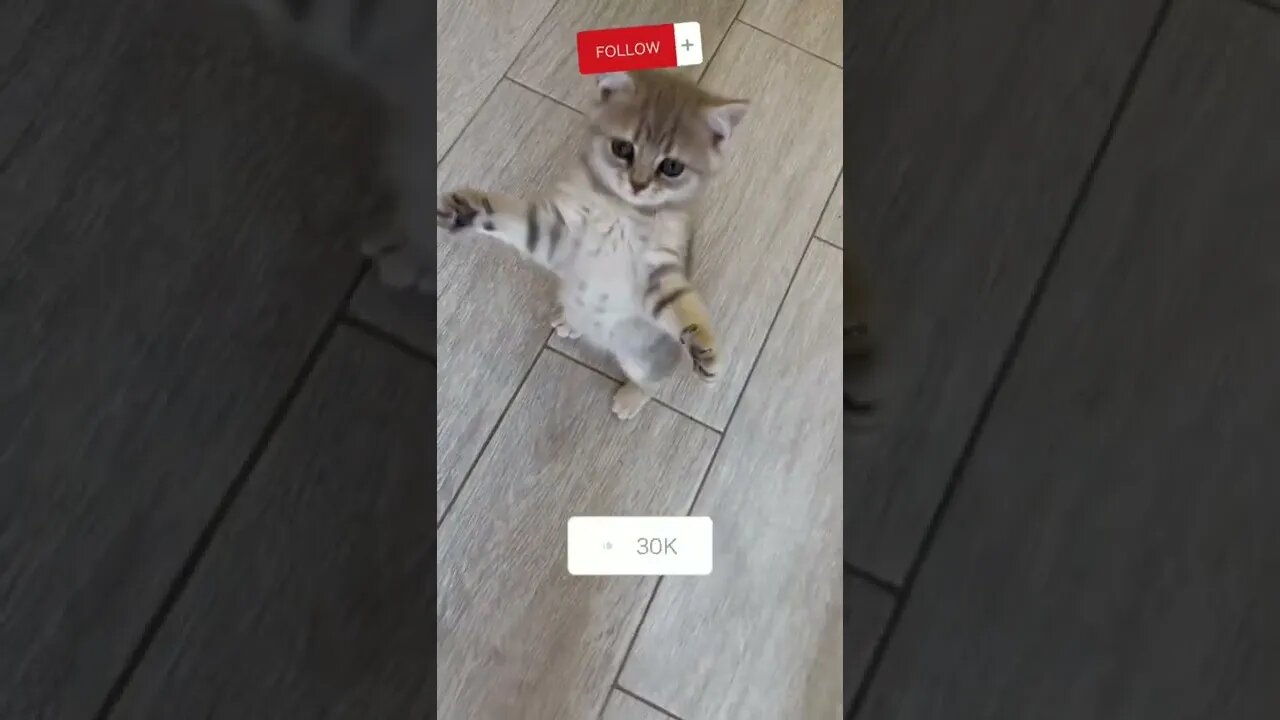 Funny Kitten | Cute Cat