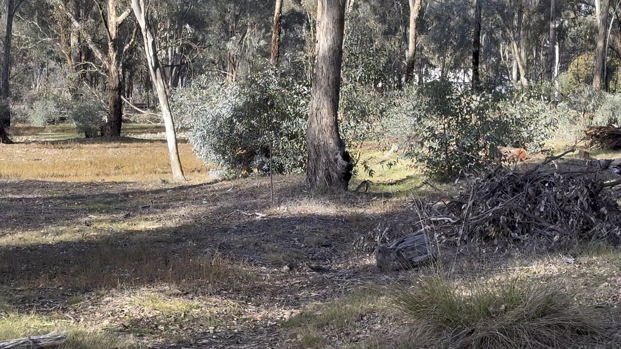 I Found The Lost Racetrack Metal Detecting