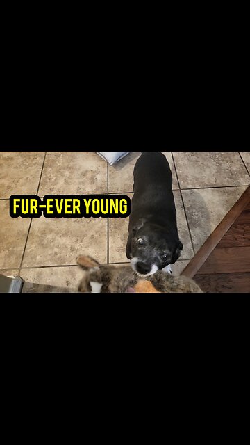 Fur-ver Young: Even at 13 Years Old, Dogs Are Still Playful