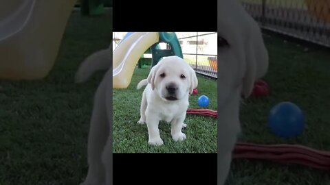 Learning to bark - LifeWithLabradors @thelifewithlabs #shorts #shorts