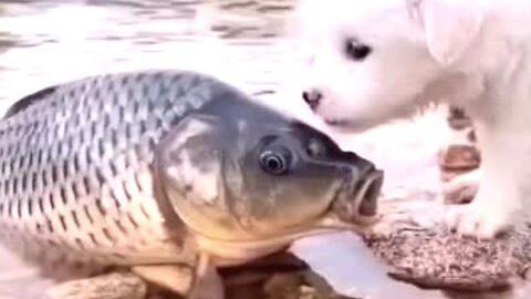 Funny Videos 2023 - Cute Puppy and Fish Funny Video