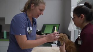 Helping out a little bit': Denver Dumb Friends League stepping up to help injured Chihuahua