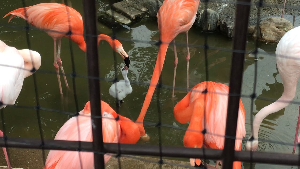 A flamingo chick is fed crop milk