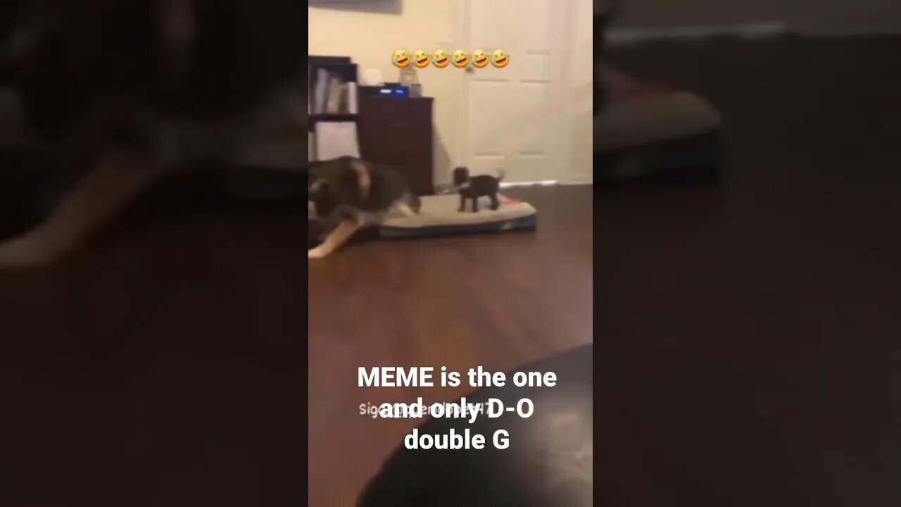 MEME is the one and only D-O double G #shorts #trending #bossfight #boss
