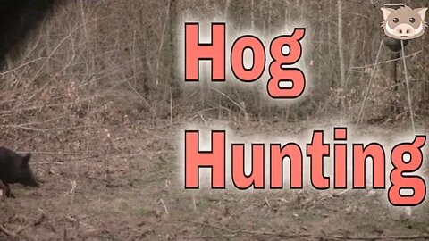 First Hog Hunt of 2020